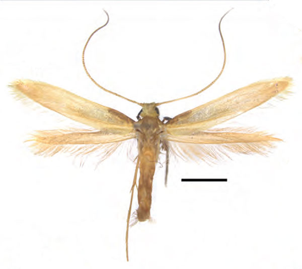 /filer/webapps/moths_gc/media/images/A/augeas_Caloptilia_HT_RMNH.INS.25562_Guiguet_2026_118_3z02PEs.jpg