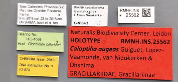 /filer/webapps/moths_gc/media/images/A/augeas_Caloptilia_HT_labels_Guiguet_2026_124.jpg