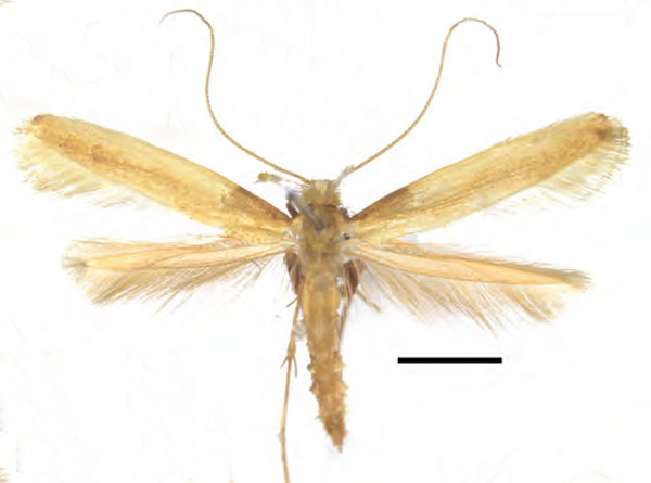 /filer/webapps/moths_gc/media/images/A/augeas_Caloptilia_PT_RMNH.INS.1557477_Guiguet_2026_118.jpg