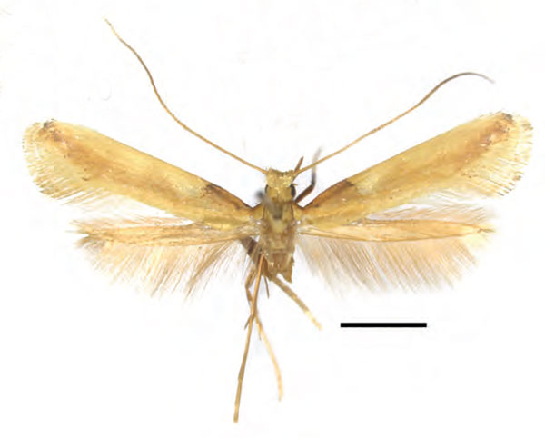 /filer/webapps/moths_gc/media/images/A/augeas_Caloptilia_PT_RMNH.INS.25560_Guiguet_2026_118.jpg