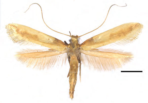 /filer/webapps/moths_gc/media/images/A/augeas_Caloptilia_PT_RMNH.INS.25561_Guiguet_2026_118.jpg