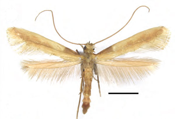 /filer/webapps/moths_gc/media/images/A/augeas_Caloptilia_PT_RMNH.INS.25563_GUiguet_2026_118.jpg