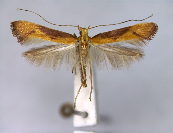 /filer/webapps/moths_gc/media/images/A/aurantiaca_Caloptilia_A_EIHU.jpg