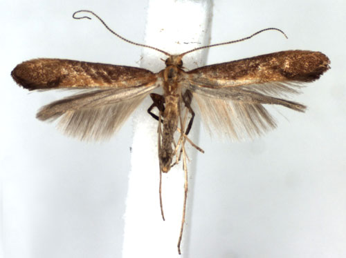 /filer/webapps/moths_gc/media/images/A/aurantiaca_Caloptilia_A_WJDP.jpg
