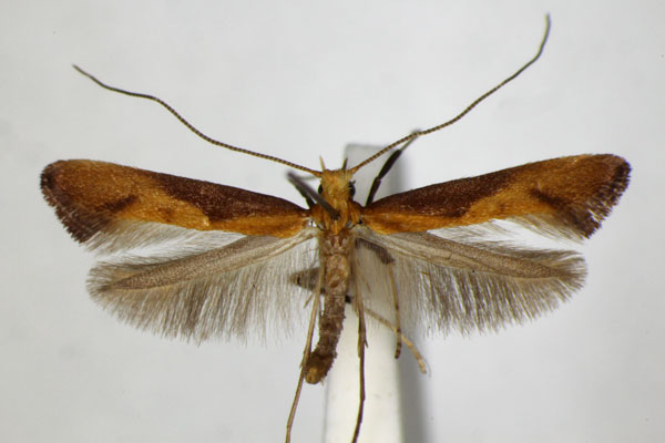 /filer/webapps/moths_gc/media/images/A/aurantiaca_Caloptilia_A_ZSM.jpg