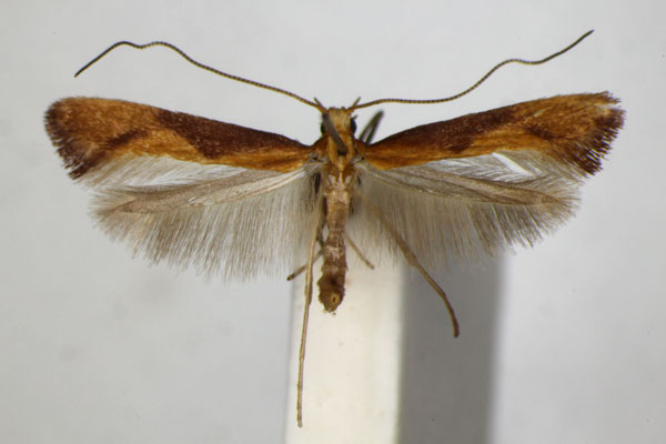 /filer/webapps/moths_gc/media/images/A/aurantiaca_Caloptilia_A_ZSM_2.jpg