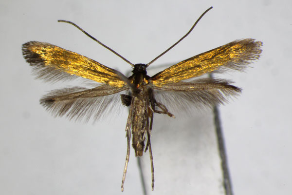 /filer/webapps/moths_gc/media/images/A/aureola_Eucalybites_A_ZSM_2.jpg