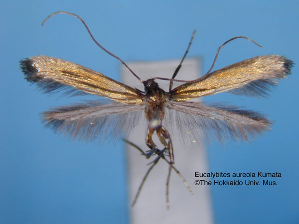 /filer/webapps/moths_gc/media/images/A/aureola_Eucalybites_HT_EIHU.jpg