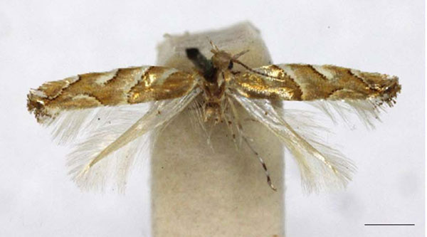 /filer/webapps/moths_gc/media/images/A/aurifascia_Phyllonorycter_HT_BMNH.jpg