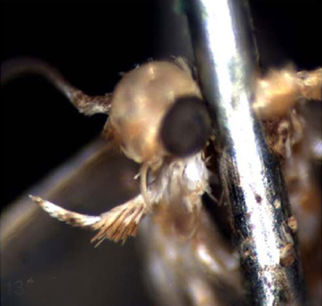 /filer/webapps/moths_gc/media/images/A/aurifascia_Phyllonorycter_HT_head_BMNH.jpg