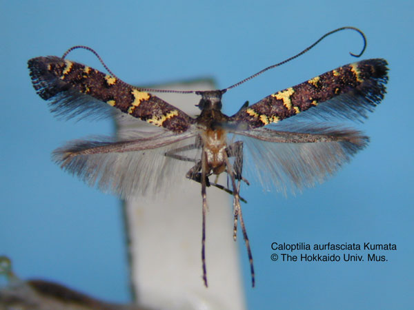 /filer/webapps/moths_gc/media/images/A/aurifasciata_Caloptilia_HT_EIHU.jpg
