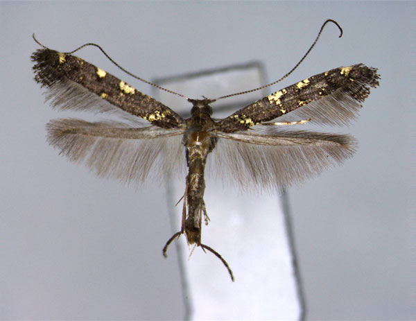 /filer/webapps/moths_gc/media/images/A/aurifasciata_Caloptilia_PT_EIHU.jpg