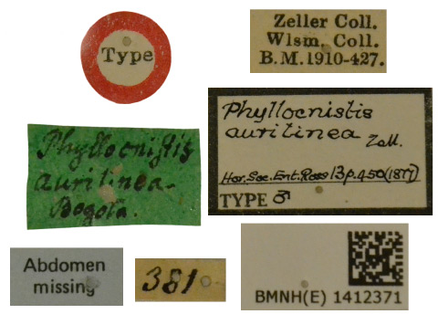 /filer/webapps/moths_gc/media/images/A/aurilinea_Phyllocnistis_LT_BMNH(E)-1412371_Labels.jpg