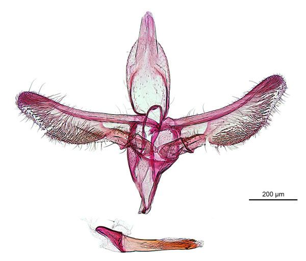 /filer/webapps/moths_gc/media/images/A/auris_Diphtheroptila_HT_GM_ANIC.jpg