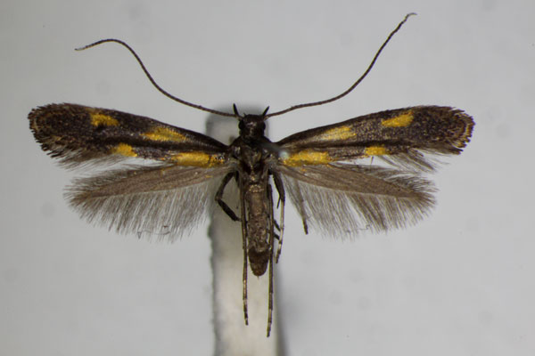 /filer/webapps/moths_gc/media/images/A/auroguttella_Calybites_A_ZSM.jpg