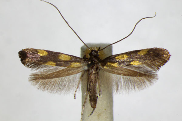 /filer/webapps/moths_gc/media/images/A/auroguttella_Calybites_A_ZSM_2.jpg