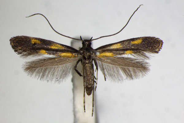 /filer/webapps/moths_gc/media/images/A/auroguttella_Calybites_A_ZSM_3.jpg