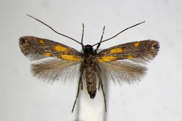 /filer/webapps/moths_gc/media/images/A/auroguttella_Calybites_A_ZSM_4.jpg