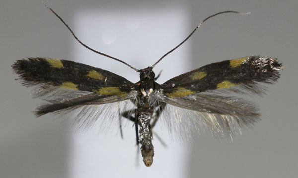 /filer/webapps/moths_gc/media/images/A/auroguttella_Eucalybites_A_Hellers_2017_315.jpg