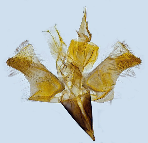 /filer/webapps/moths_gc/media/images/A/auroguttella_Euspilapteryx_GM_Hall.jpg