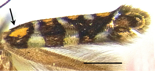 /filer/webapps/moths_gc/media/images/A/auromagnifica_Philodoria_A_34143_BPBM.jpg