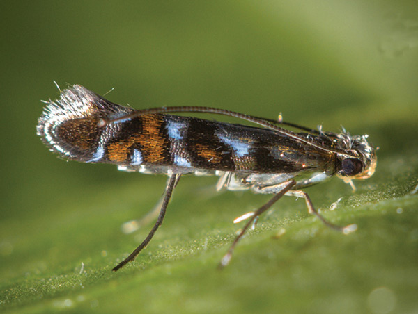/filer/webapps/moths_gc/media/images/A/auromagnifica_Philodoria_A_CJ241_BPBM.jpg
