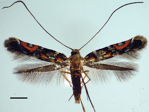 /filer/webapps/moths_gc/media/images/A/auromagnifica_Philodoria_A_Kobayashi-et-al_2018_123.jpg