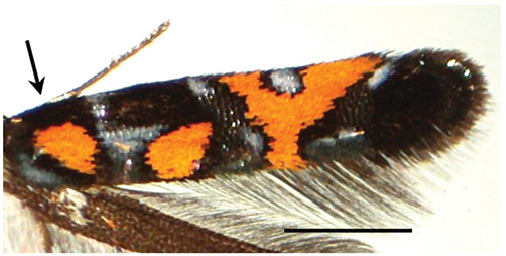 /filer/webapps/moths_gc/media/images/A/auromagnifica_Philodoria_A_SK623_BPBM.jpg
