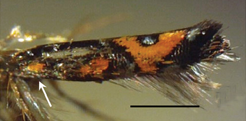 /filer/webapps/moths_gc/media/images/A/auromagnifica_Philodoria_A_SK805_BPBM.jpg