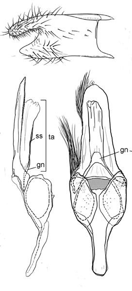 /filer/webapps/moths_gc/media/images/A/auromagnifica_Philodoria_GM_Kobayashi-et-al_2018_124.jpg