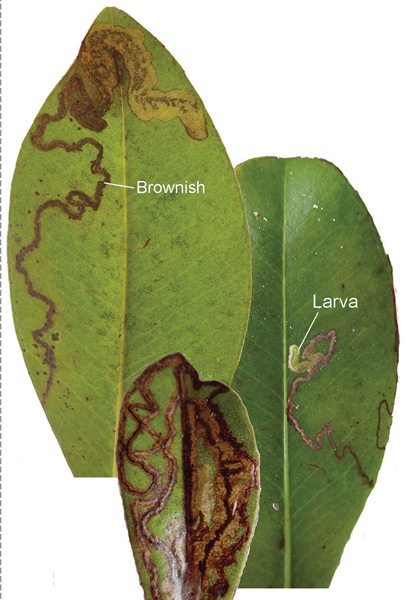/filer/webapps/moths_gc/media/images/A/auromagnifica_Philodoria_Mine_Kobayashi-et-al_2018_135.jpg
