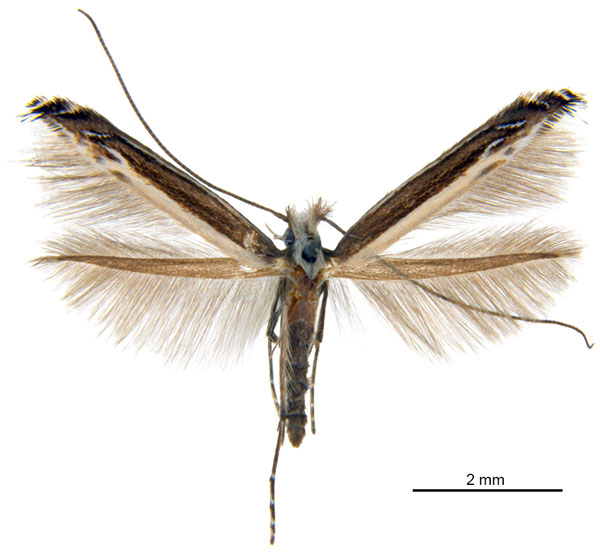 /filer/webapps/moths_gc/media/images/A/australis_Ornica_A114M_De-Prins-etal_2025_272.jpg