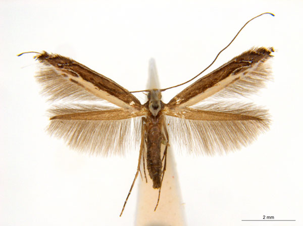 /filer/webapps/moths_gc/media/images/A/australis_Ornica_A115F_ANIC.jpg