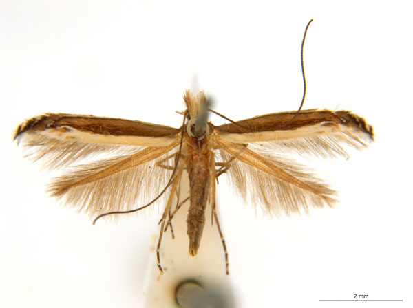 /filer/webapps/moths_gc/media/images/A/australis_Ornica_A48F_ANIC.jpg