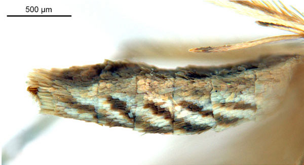 /filer/webapps/moths_gc/media/images/A/australis_Ornica_A48F_abdomen_ANIC.jpg