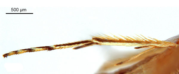 /filer/webapps/moths_gc/media/images/A/australis_Ornica_A48F_leg_ANIC.jpg