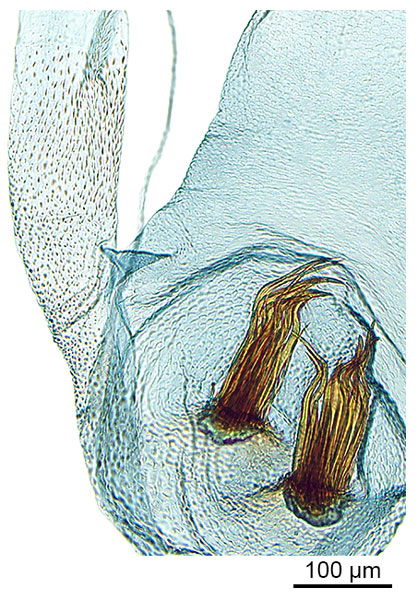 /filer/webapps/moths_gc/media/images/A/australis_Ornica_GF_signa_De-Prins-etal_2025_273.jpg