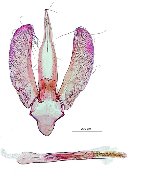 /filer/webapps/moths_gc/media/images/A/australis_Ornica_GM_De-Prins-etal_2025_273.jpg