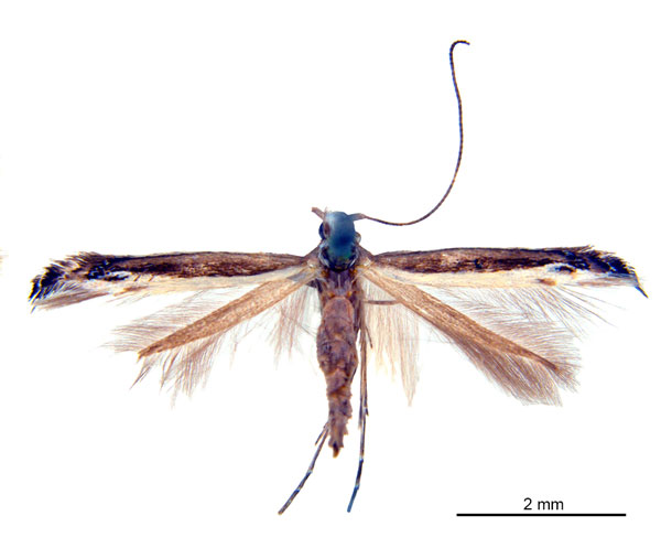 /filer/webapps/moths_gc/media/images/A/australis_Ornica_LTF_De-Prins-etal_2025_272.jpg