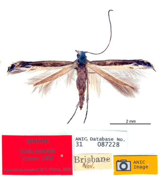 /filer/webapps/moths_gc/media/images/A/australis_Ornica_LTF_De-Prins-etal_2025_272_x4ammll.jpg