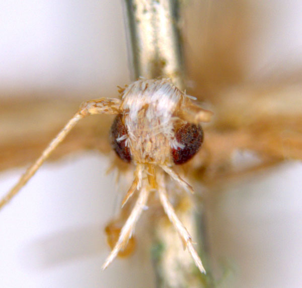 /filer/webapps/moths_gc/media/images/A/australis_Ornica_LTF_head_De-Prins-etal_2025_272.jpg