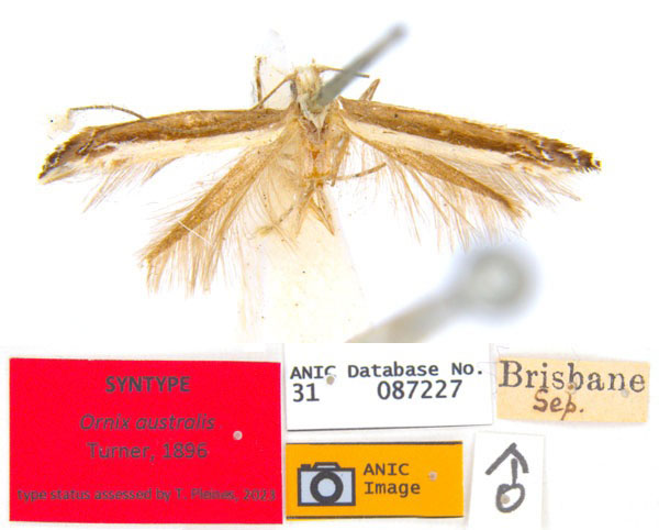/filer/webapps/moths_gc/media/images/A/australis_Ornica_PLT_ANIC_J1lvZ5R.jpg