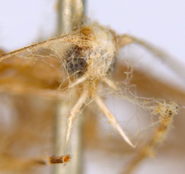 /filer/webapps/moths_gc/media/images/A/australis_Ornica_PLT_head_ANIC.jpg
