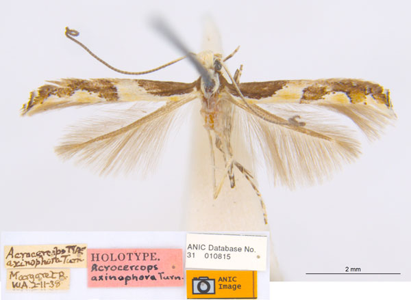 /filer/webapps/moths_gc/media/images/A/axinophora_Acrocercops_HT_ANIC.jpg