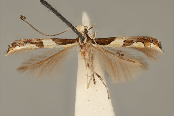 /filer/webapps/moths_gc/media/images/A/axinophora_Acrocercops_HT_ANIC31-010815_dorsal.jpg