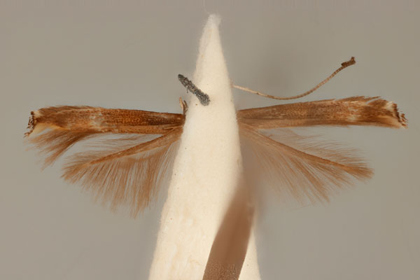 /filer/webapps/moths_gc/media/images/A/axinophora_Acrocercops_HT_ANIC31-010815_ventral.jpg