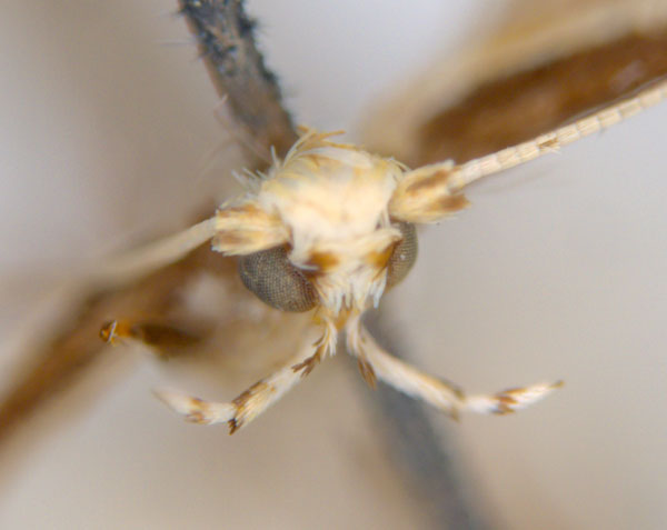 /filer/webapps/moths_gc/media/images/A/axinophora_Acrocercops_HT_head_ANIC.jpg