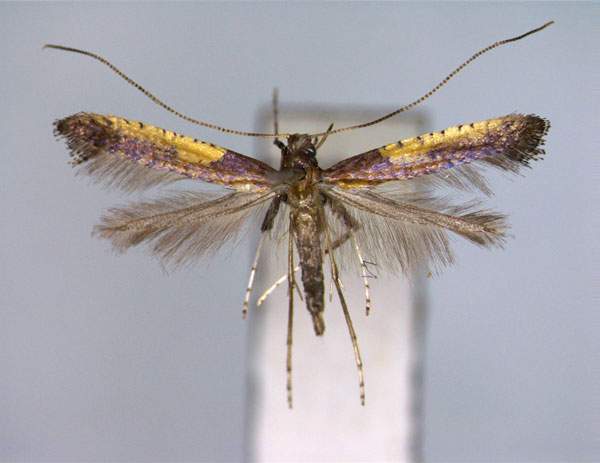 /filer/webapps/moths_gc/media/images/A/azaleella_Caloptilia_A_EIHU.jpg