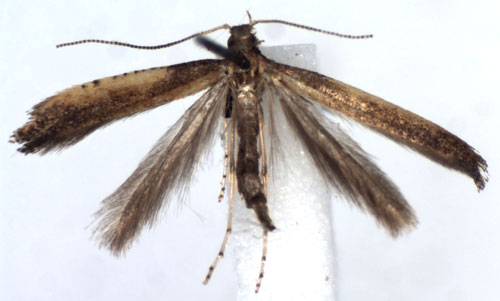 /filer/webapps/moths_gc/media/images/A/azaleella_Caloptilia_A_WJDP.jpg