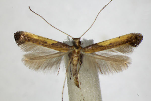 /filer/webapps/moths_gc/media/images/A/azaleella_Caloptilia_A_ZSM_2.jpg